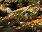 autumn-stream